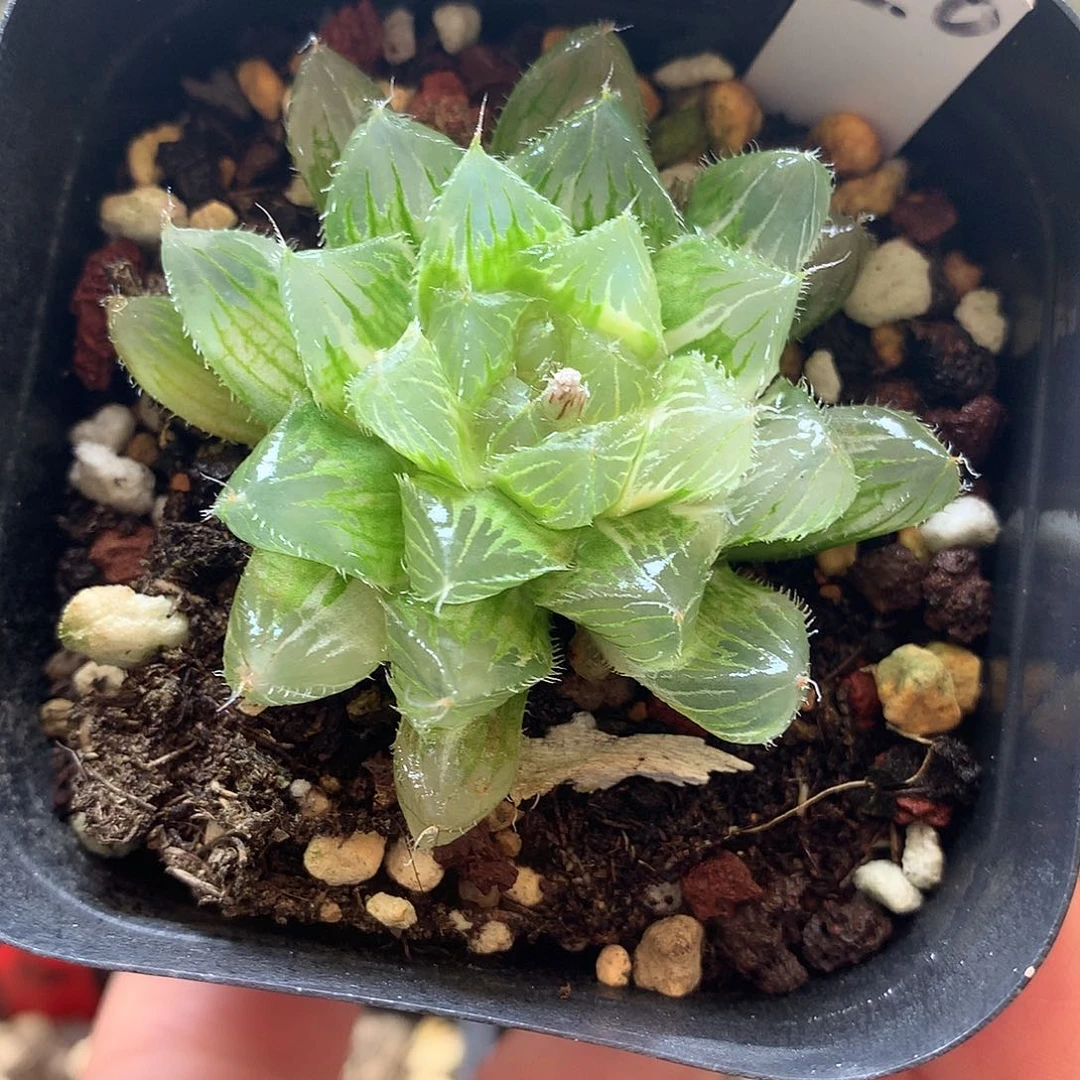 冰魄玉露锦一物一拍