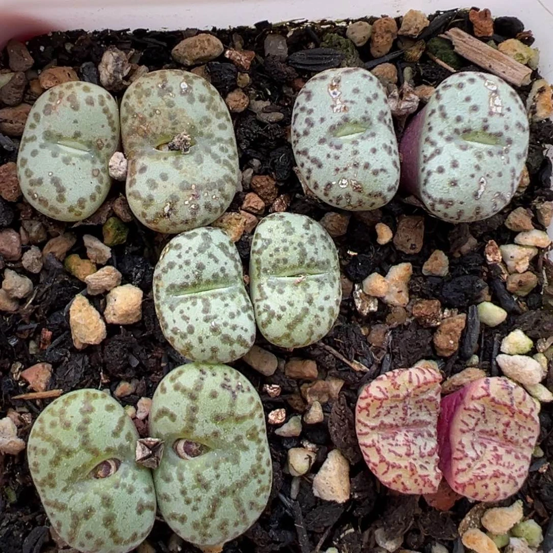 1.25好看的多肉674