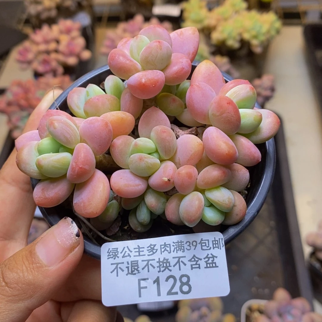 128橘子香水多肉7c m