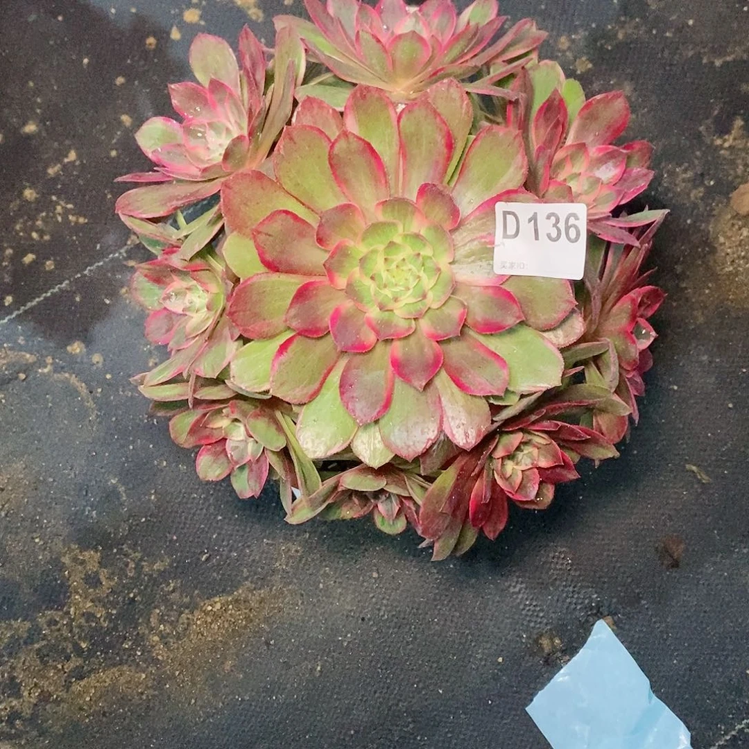 莲花座136多肉11111