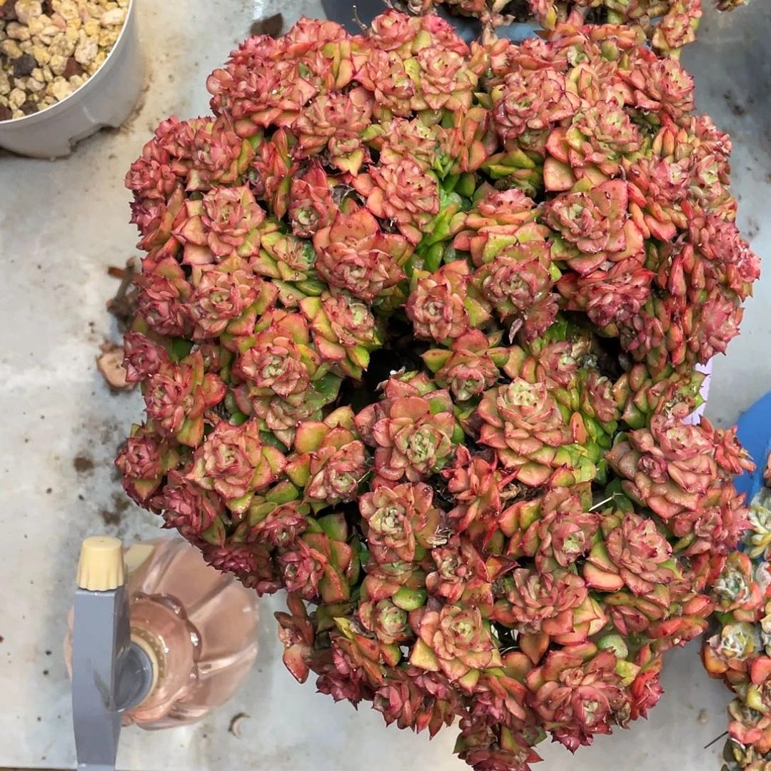 多肉植物一物一拍