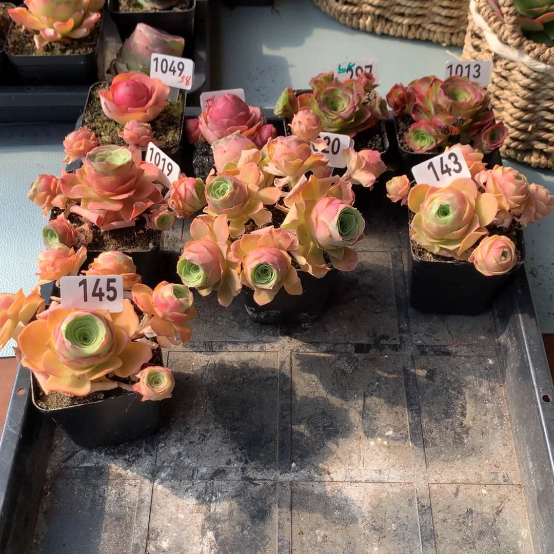 小**特8棵，1049、93，297，1013