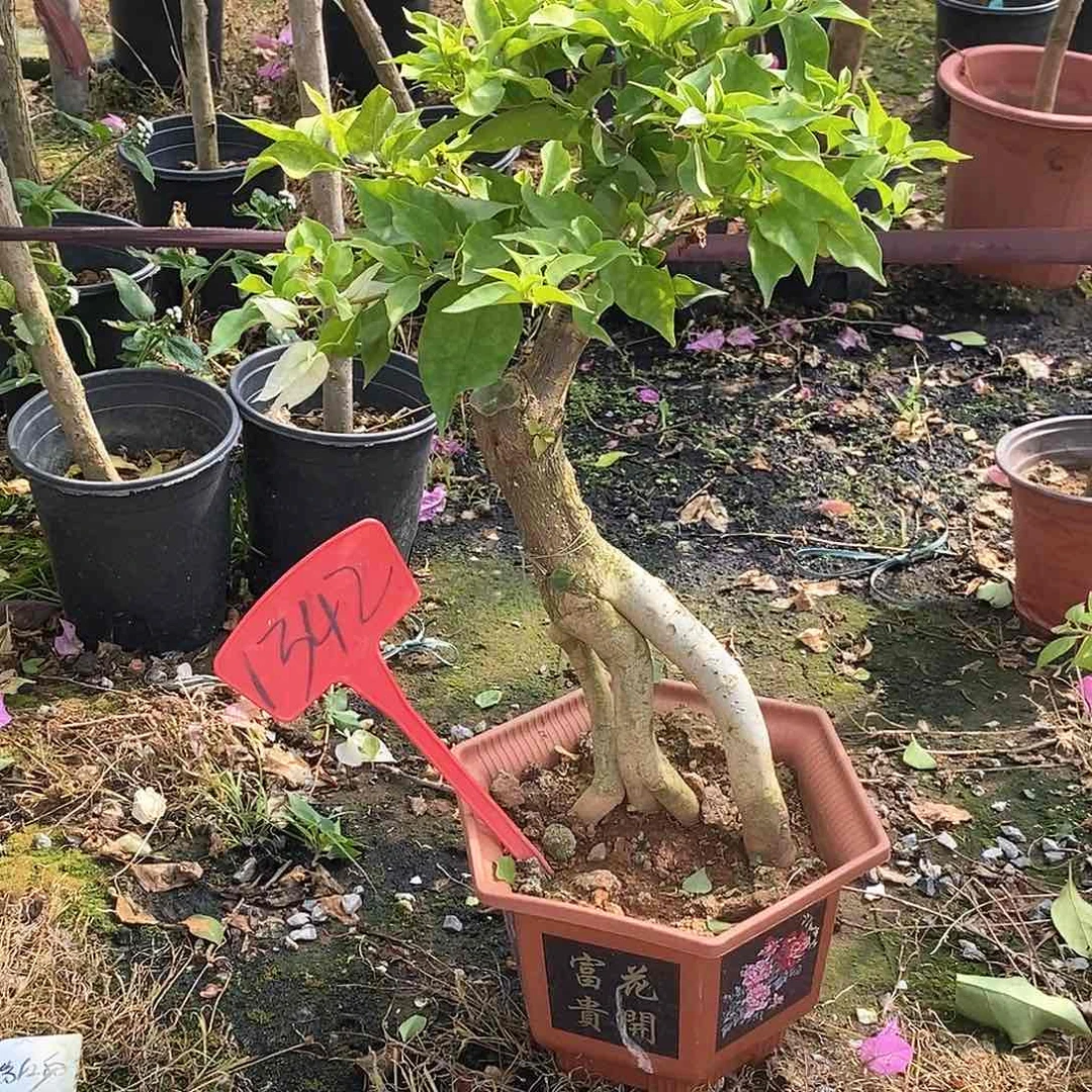 大部分开放少量花苞豹子1342