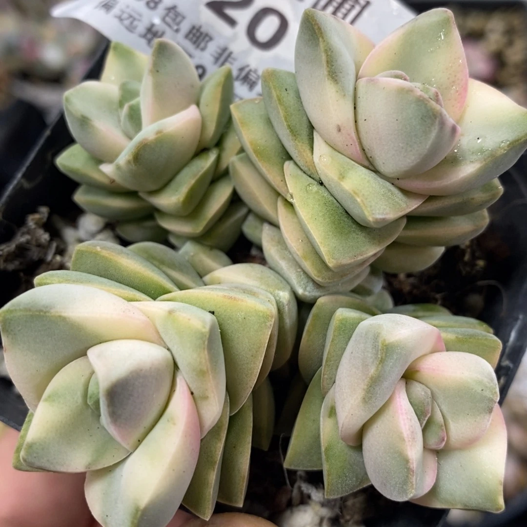 420纪之川锦四头群生