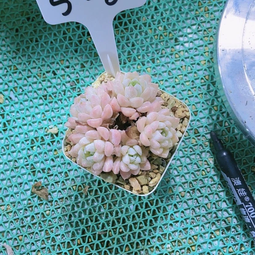 【闪购商品】二*、528