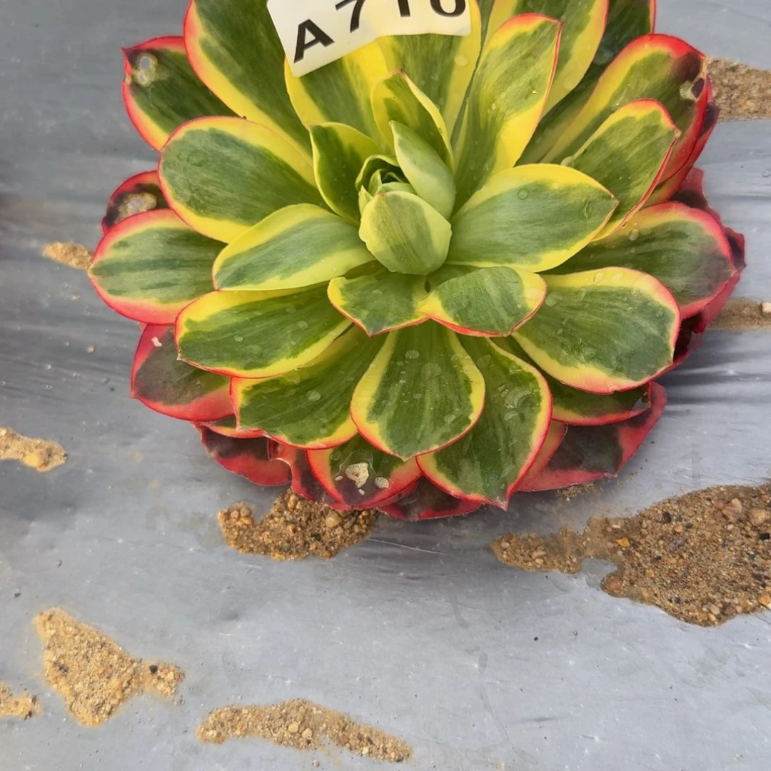 ꧁***꧂710如意到秋。多肉植物