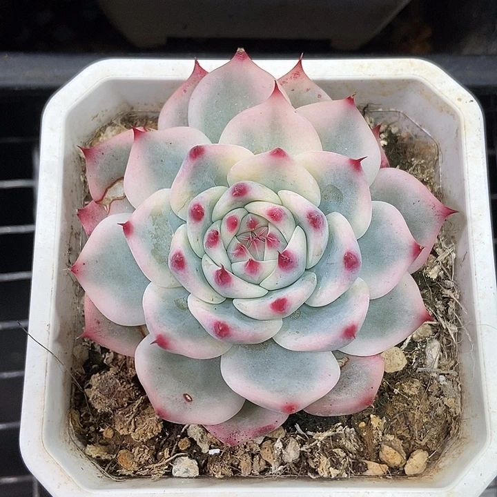 特价吉娃娃锦老叶有斑