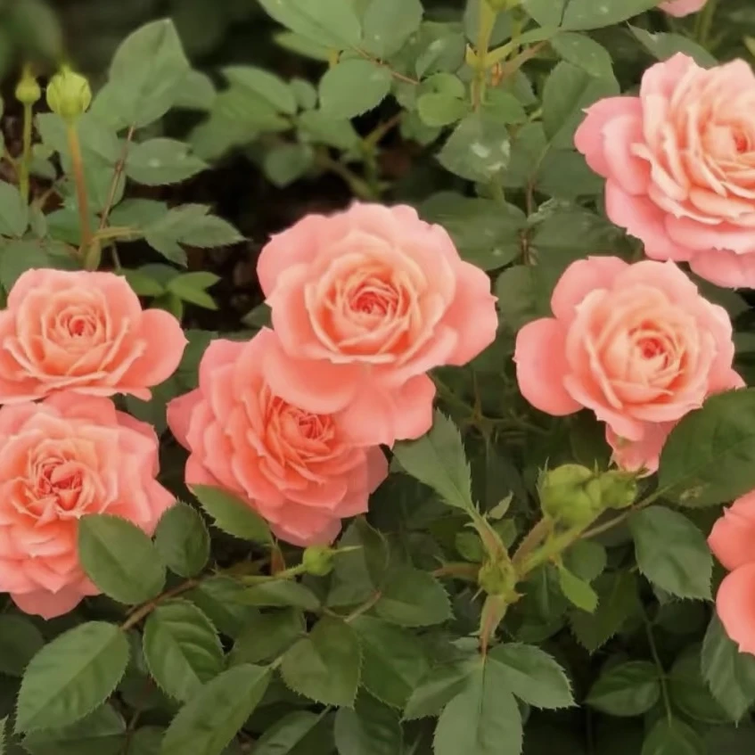 【破晓】阳台月季盆栽 带花苞