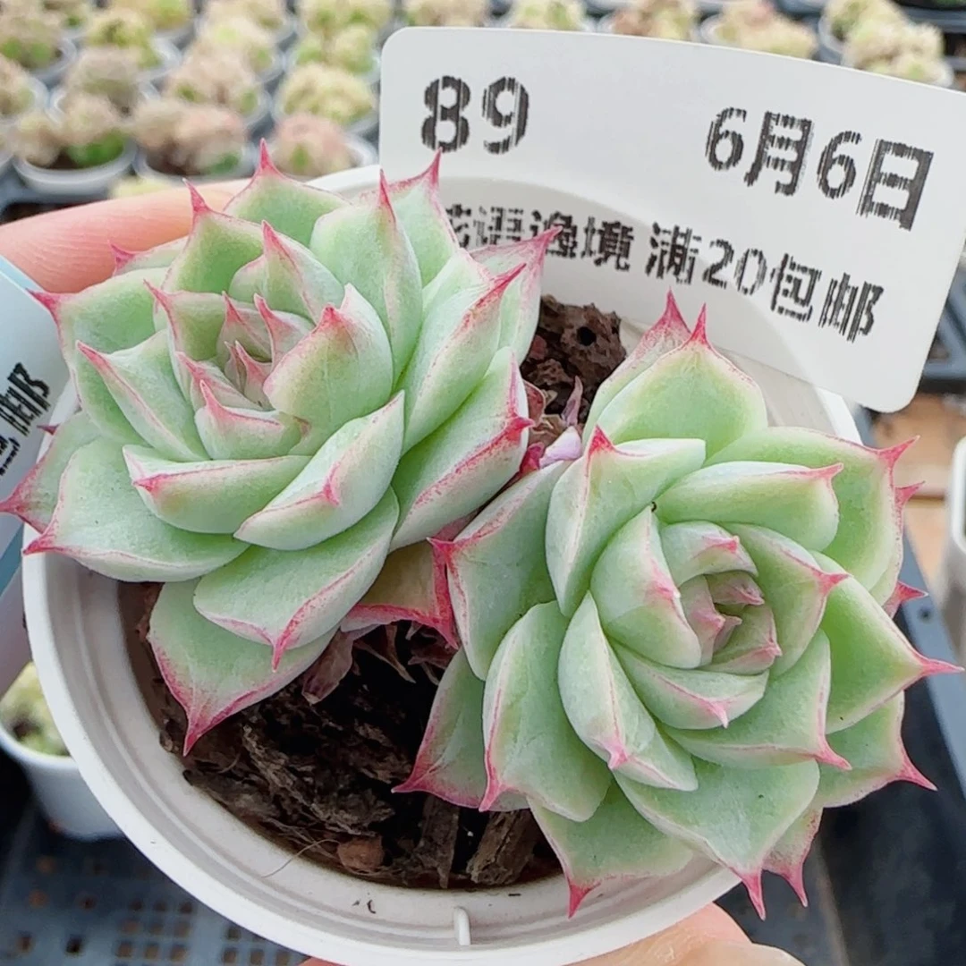 花语逸镜0606-89