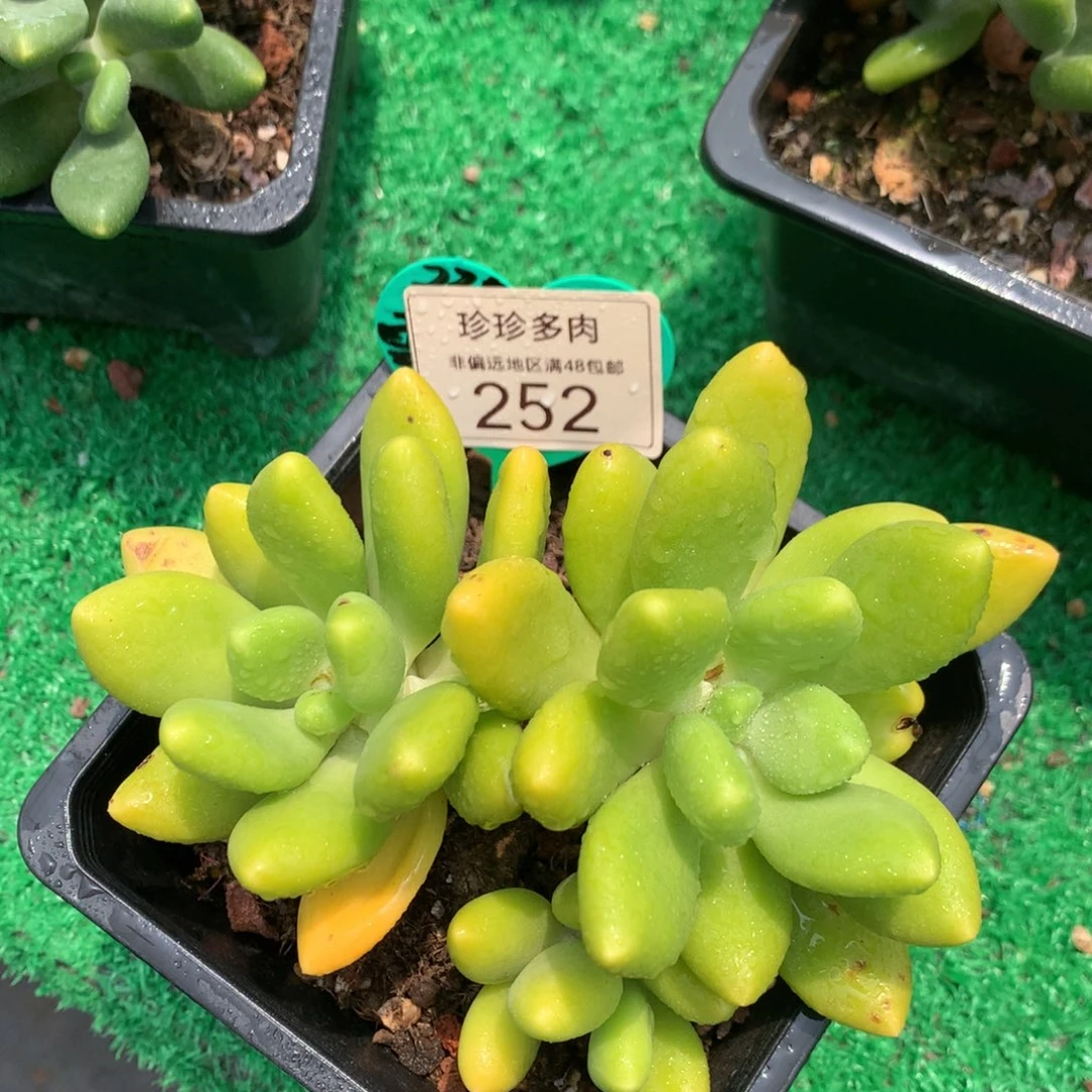 芒果奶无砍老桩252