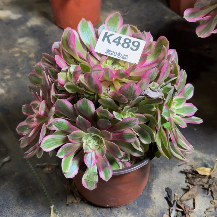 瑞妈，。。。。。489孔雀翎