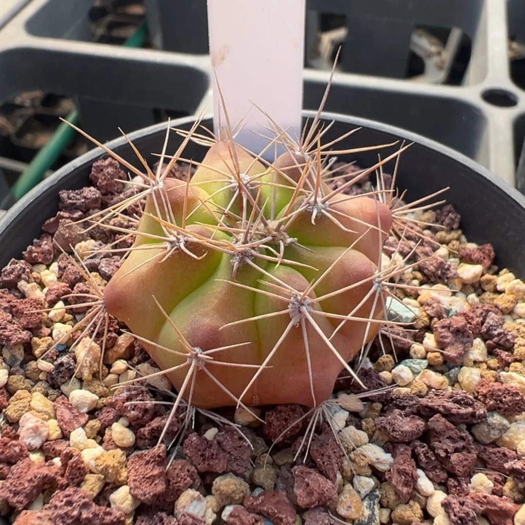 361实生根虎皮青椒多肉植物带盆土