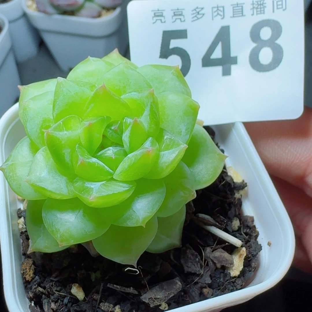 下播福利拍够包邮发货