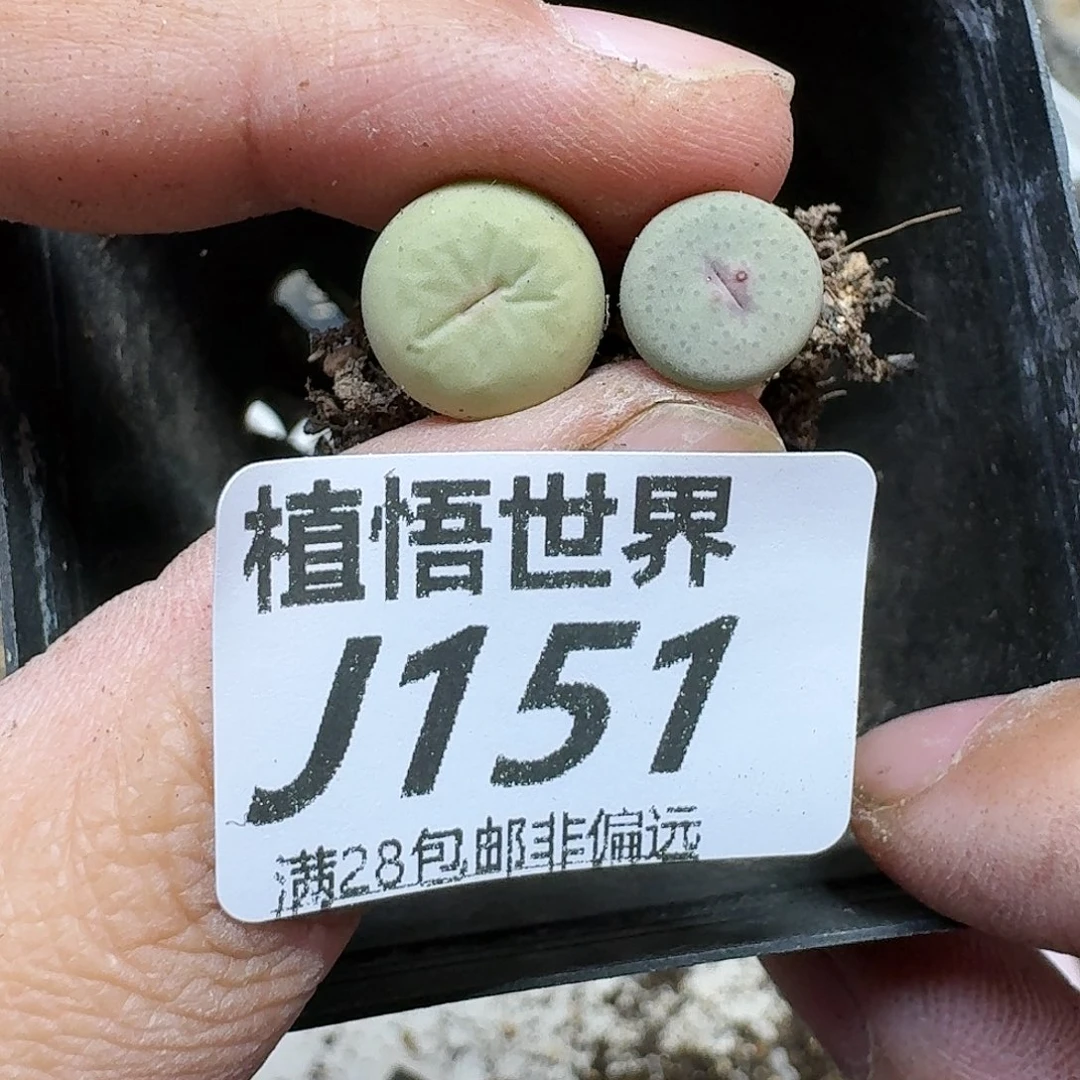 多肉植物的润泽ghb