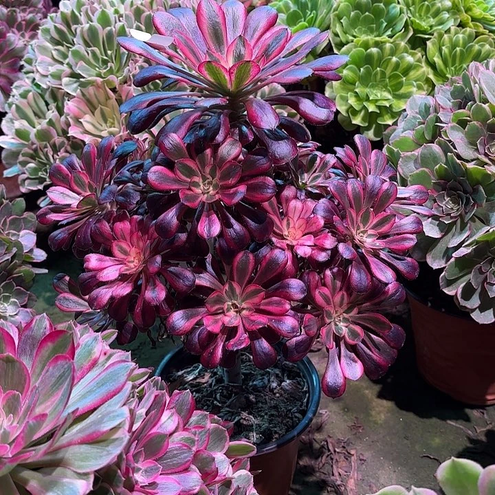 多肉植物香奈儿00125