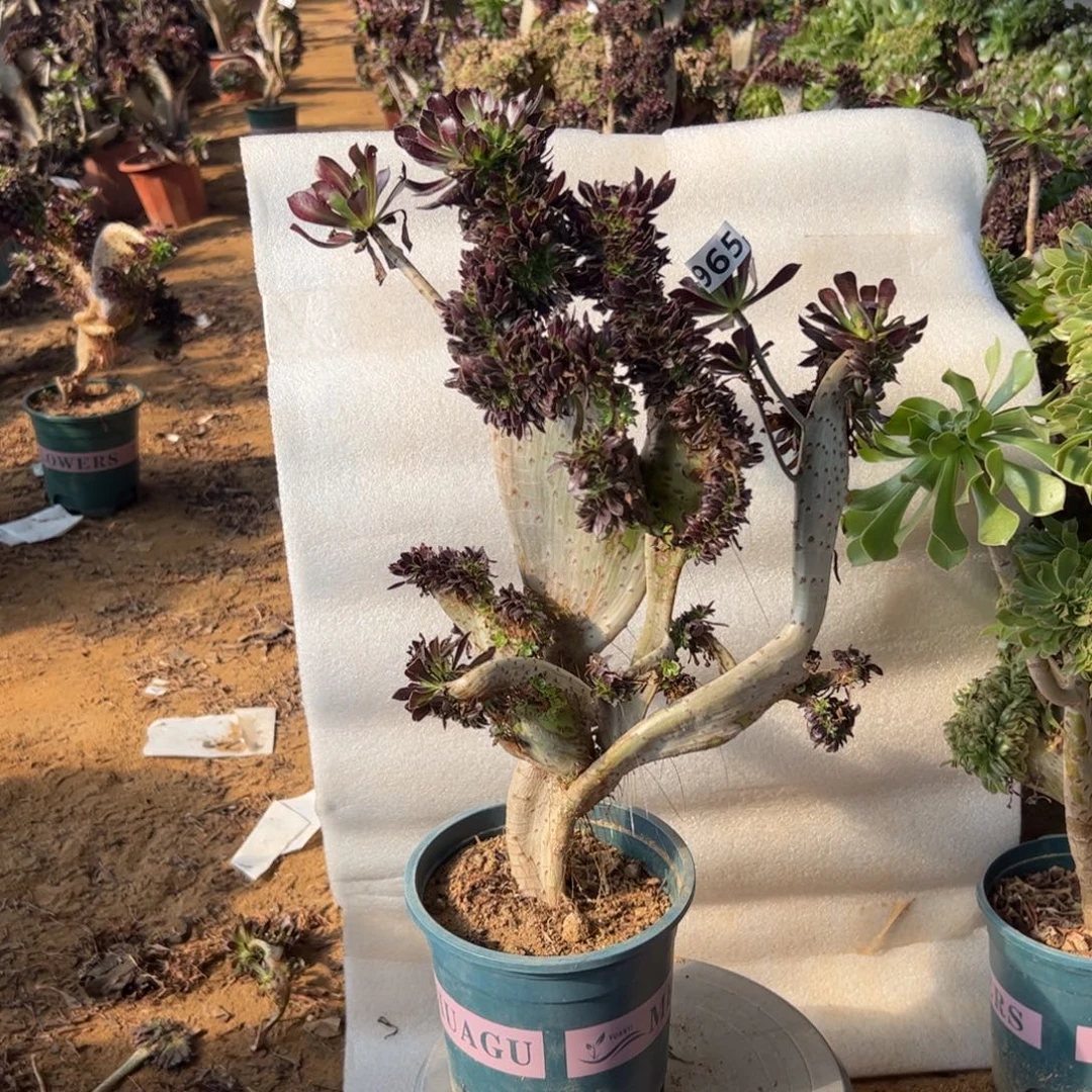 伤多黑缀965高度43厘米