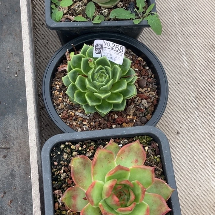 鑫***司268…………………………………………3