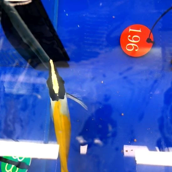 海水鱼黄狐狸13+-1-4-196