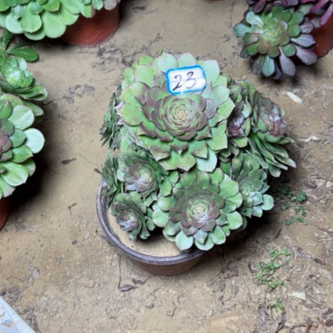 【闪购商品】1**?多肉植物万圣节23