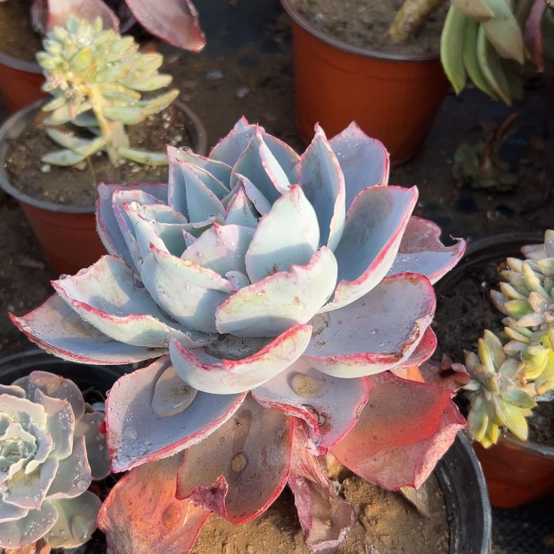 多肉植物晚霞老庄