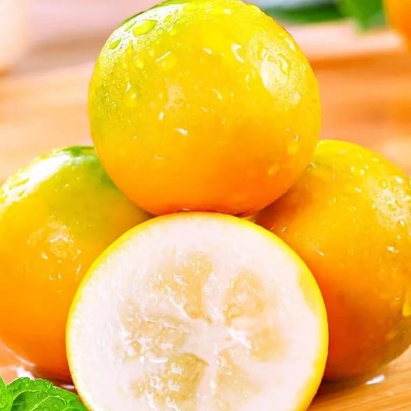 阳朔油皮金桔现摘新鲜水果麻皮金桔多汁第三代融安脆蜜