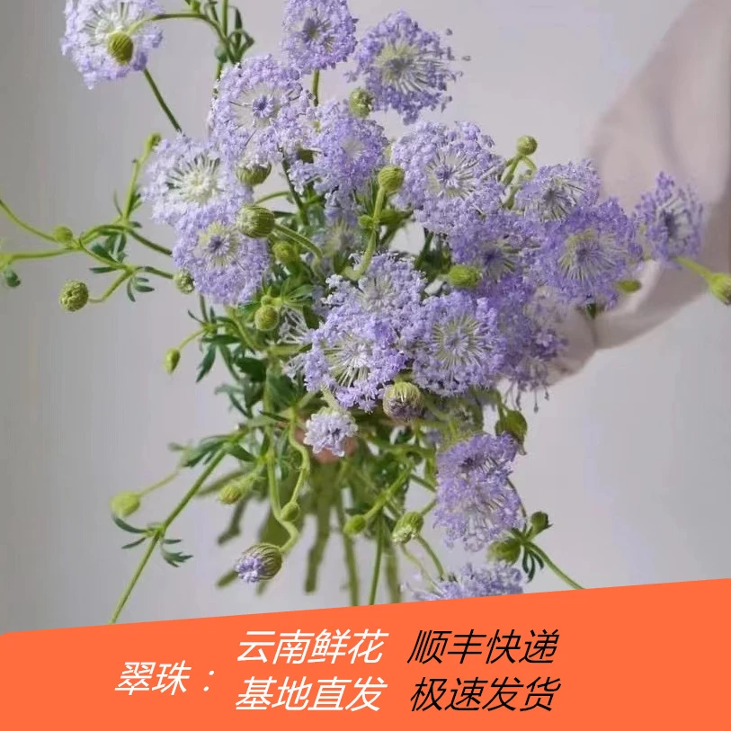 翠珠鲜花批发云南昆明鲜花直发鲜切花母亲节鲜花摆地摊鲜花团购