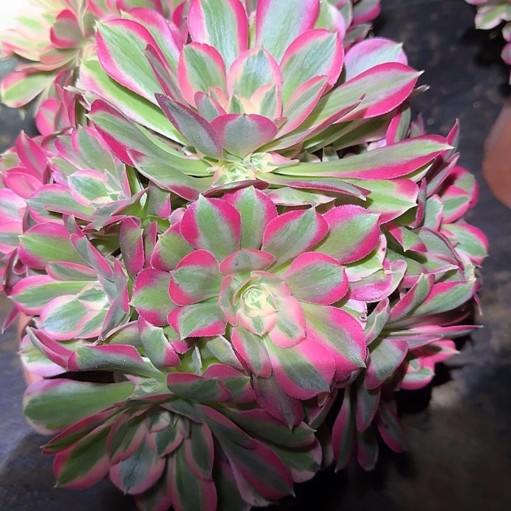 精品妖月捧花亏本福利42辆