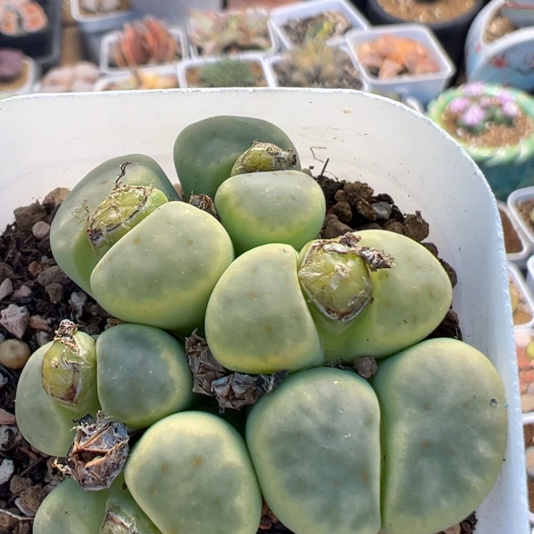 201多肉植物百科植物