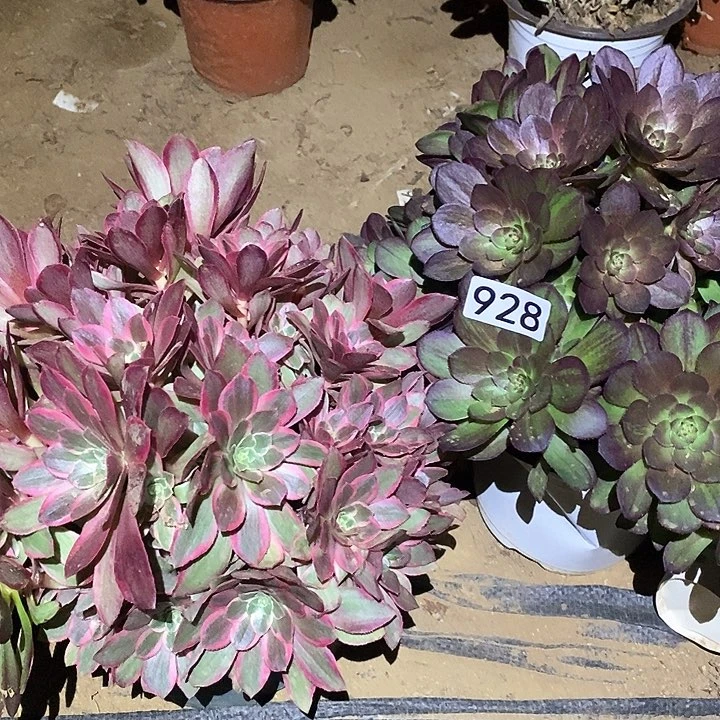 B****}多肉植物法师928花月夜加女妖