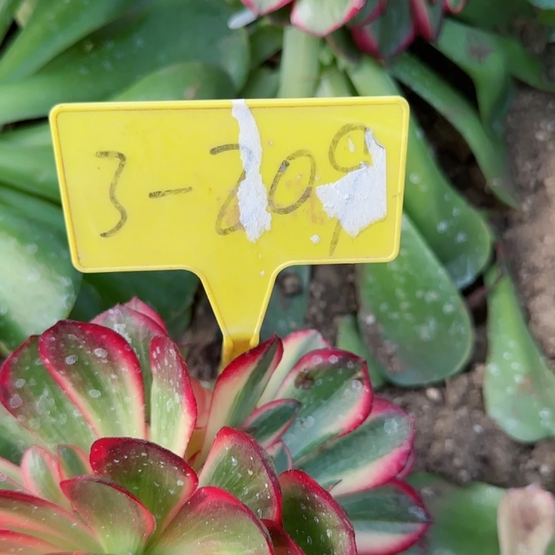 ξ****ξ3-209---50个香炉盘嫁木