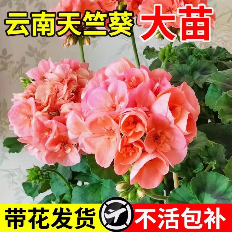 重瓣天竺葵花苗四季开花新品名贵盆栽带花苞大花洋绣球苗好养花卉