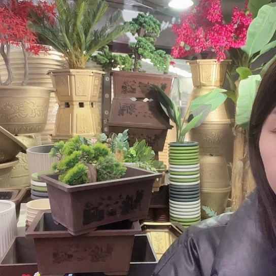 复合黄*小盆景8996889698