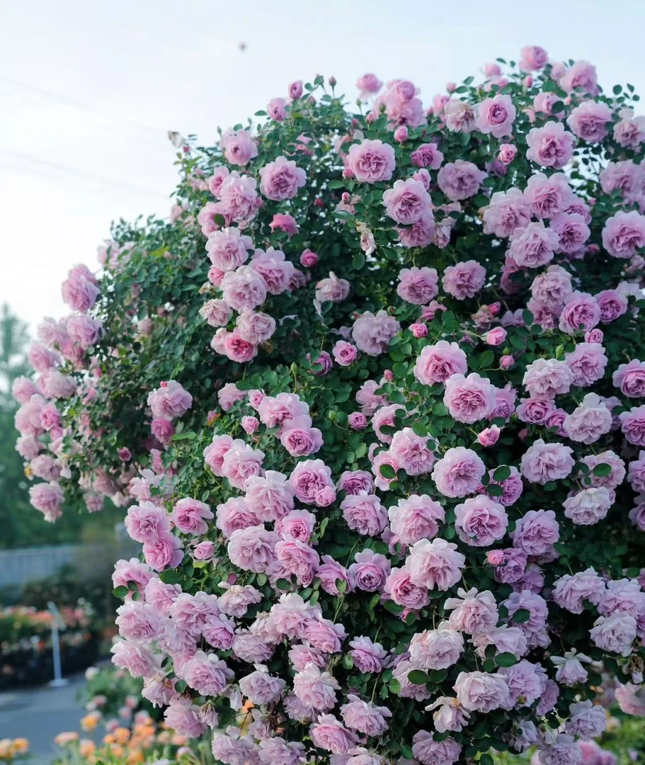 多头丰花藤本 蓝色阴雨 一米左右高发货开花机器爬藤月季