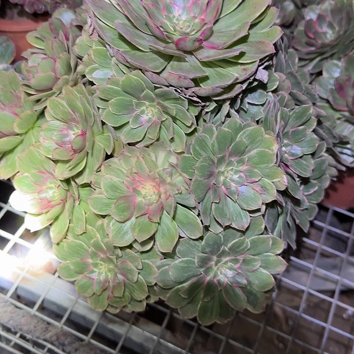 精品莲花座巨无霸亏本福利