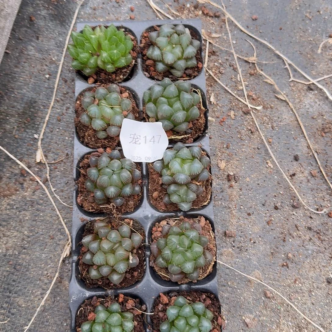 直播福利一物一拍147