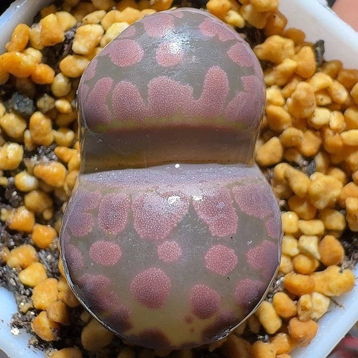 生石花1121111。  3.0左右。  106