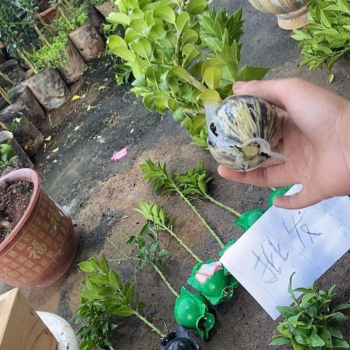 恒***华无花朵房间把房间小阿秋