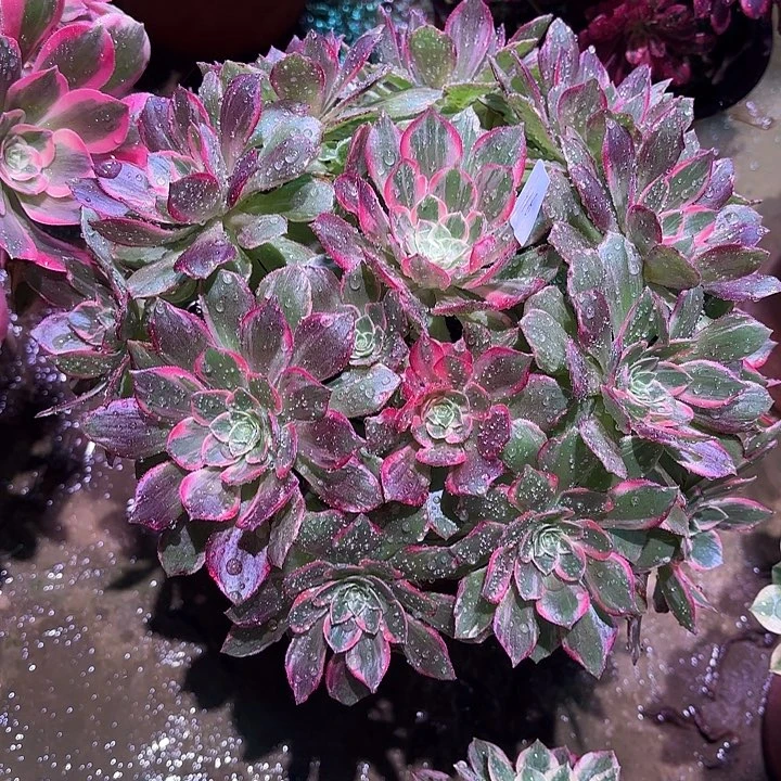 多肉植物万花铜00916