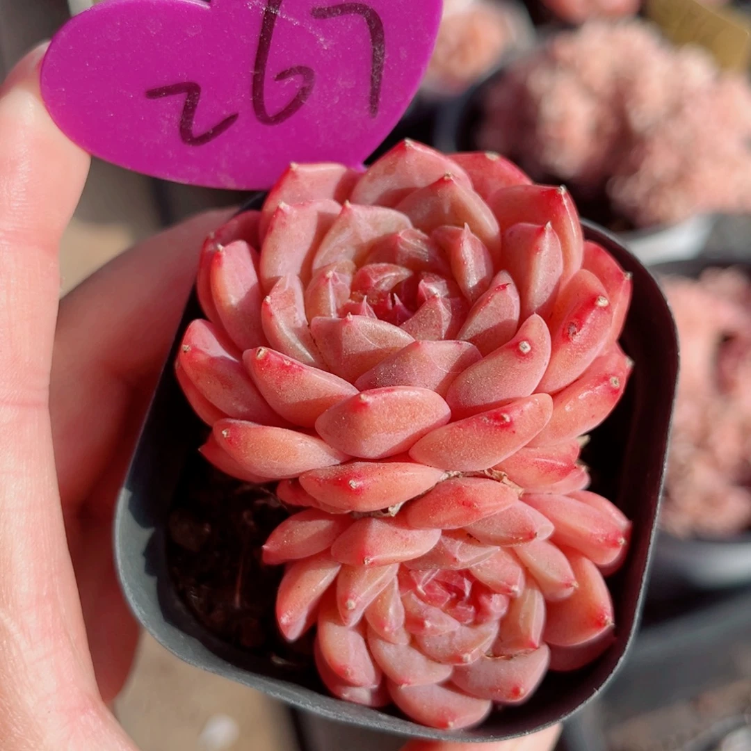 267号小老桩糖心双头