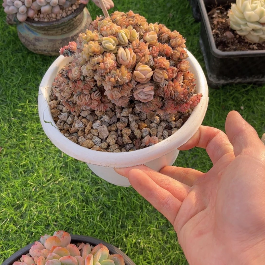 无花朵虞*友家多肉一物一拍
