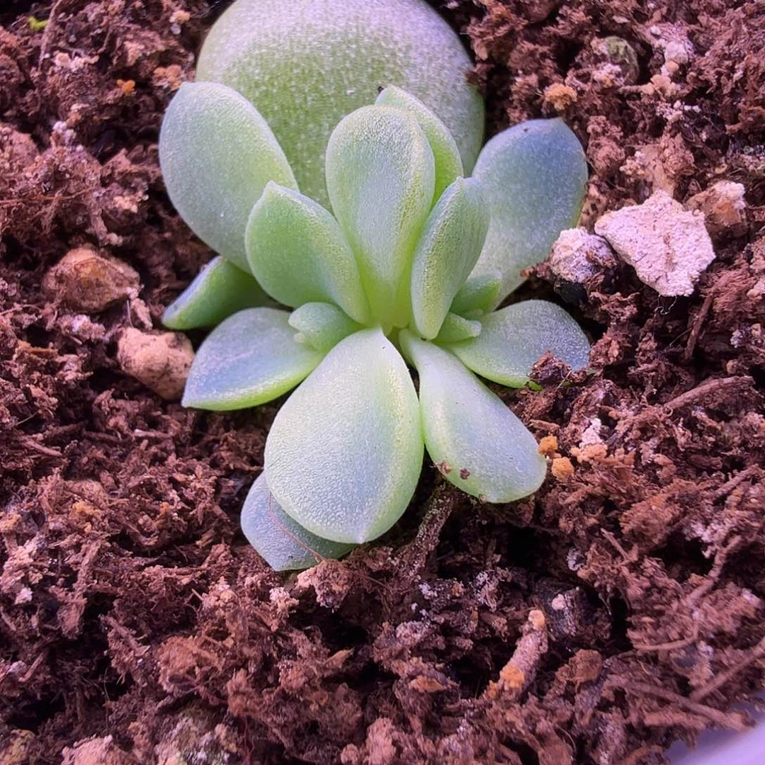 皦玉叶插苗一物一拍