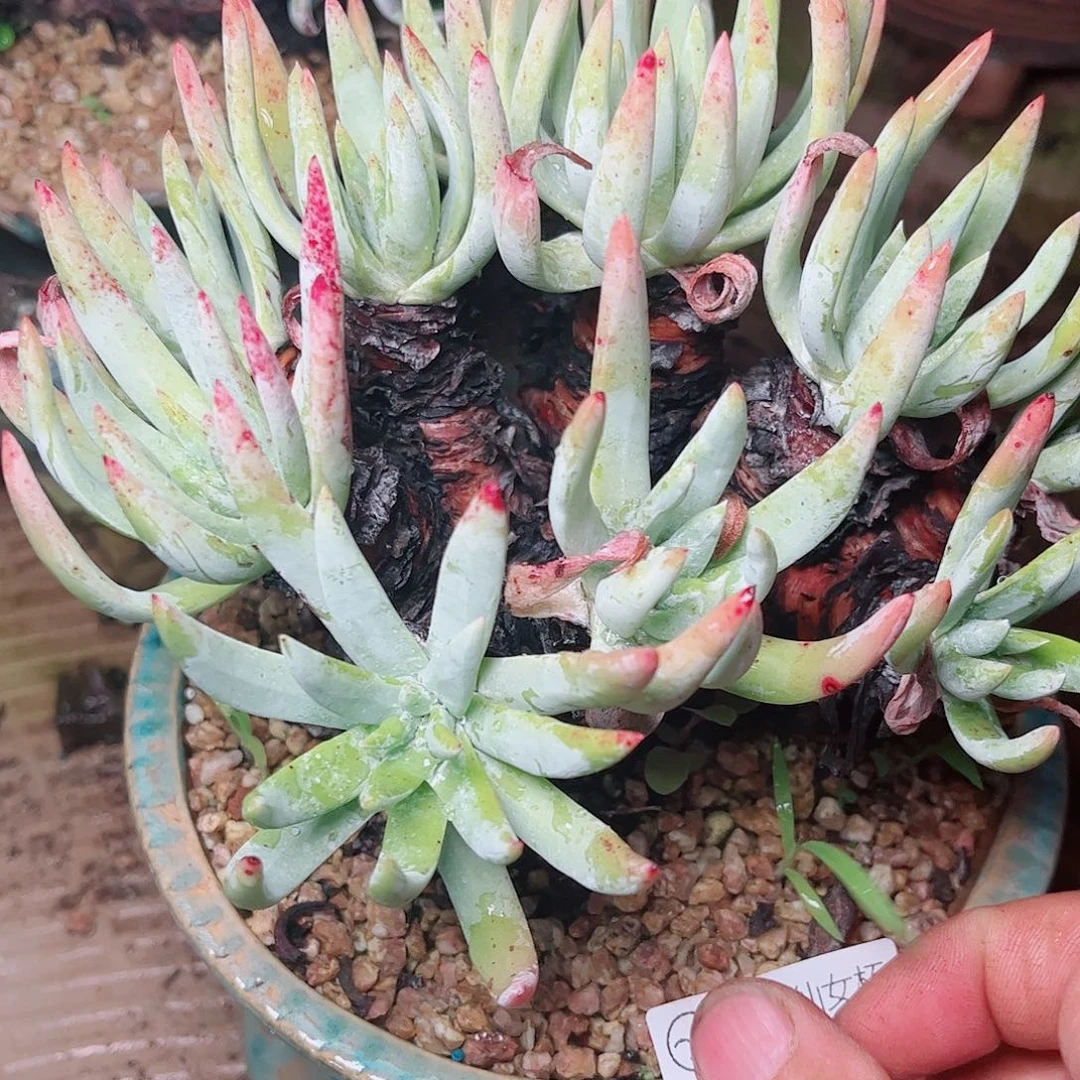 1228雪花仙女杯多肉