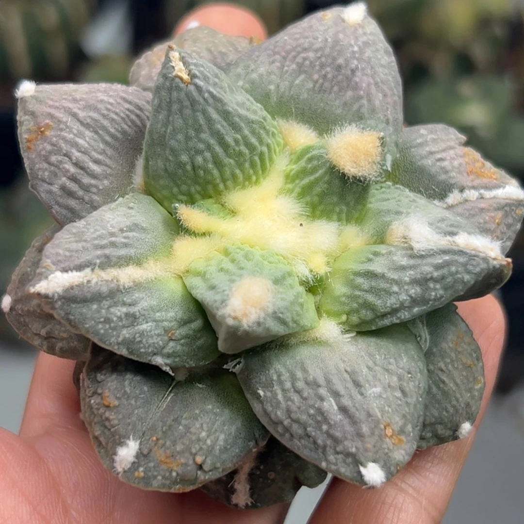 33 仙人球的比赛中获得