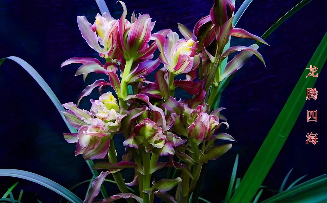 春剑 （龙腾四海）4苗草特壮 脱盆裸根发货