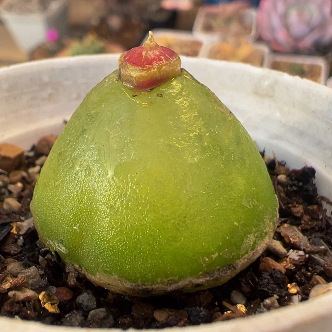 6006多肉植物开播福利