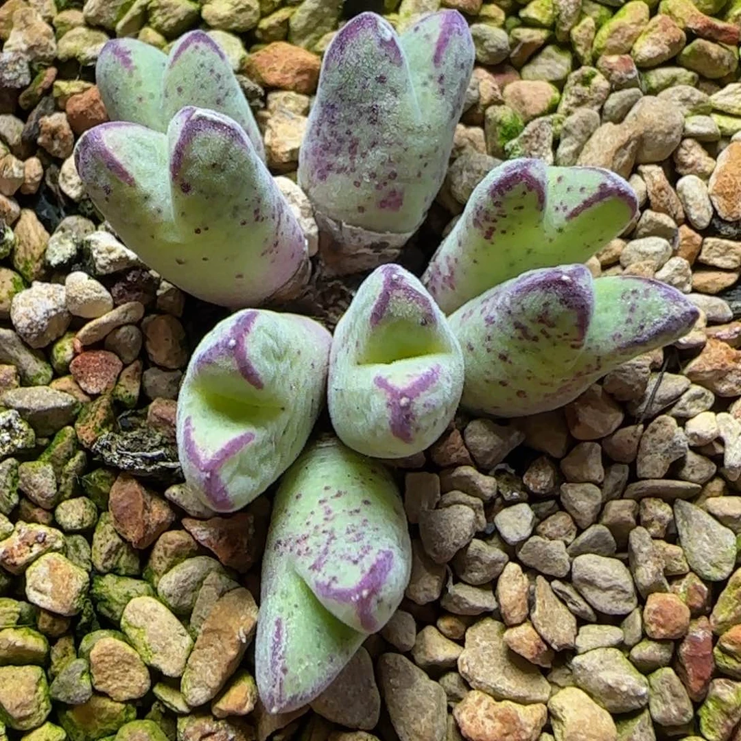 1.26多肉嘟嘟嘴一颗76号