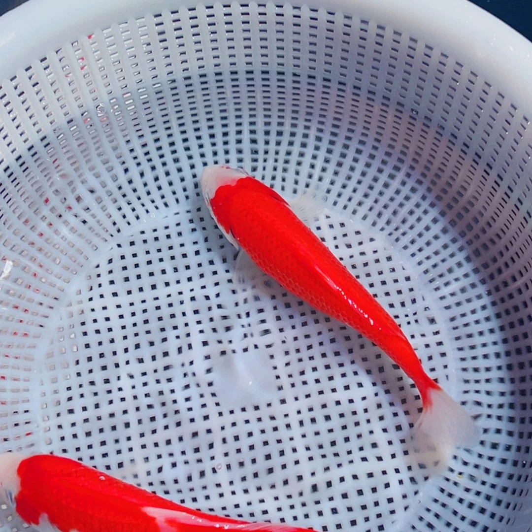 锦鲤锦鲤观赏鱼1111