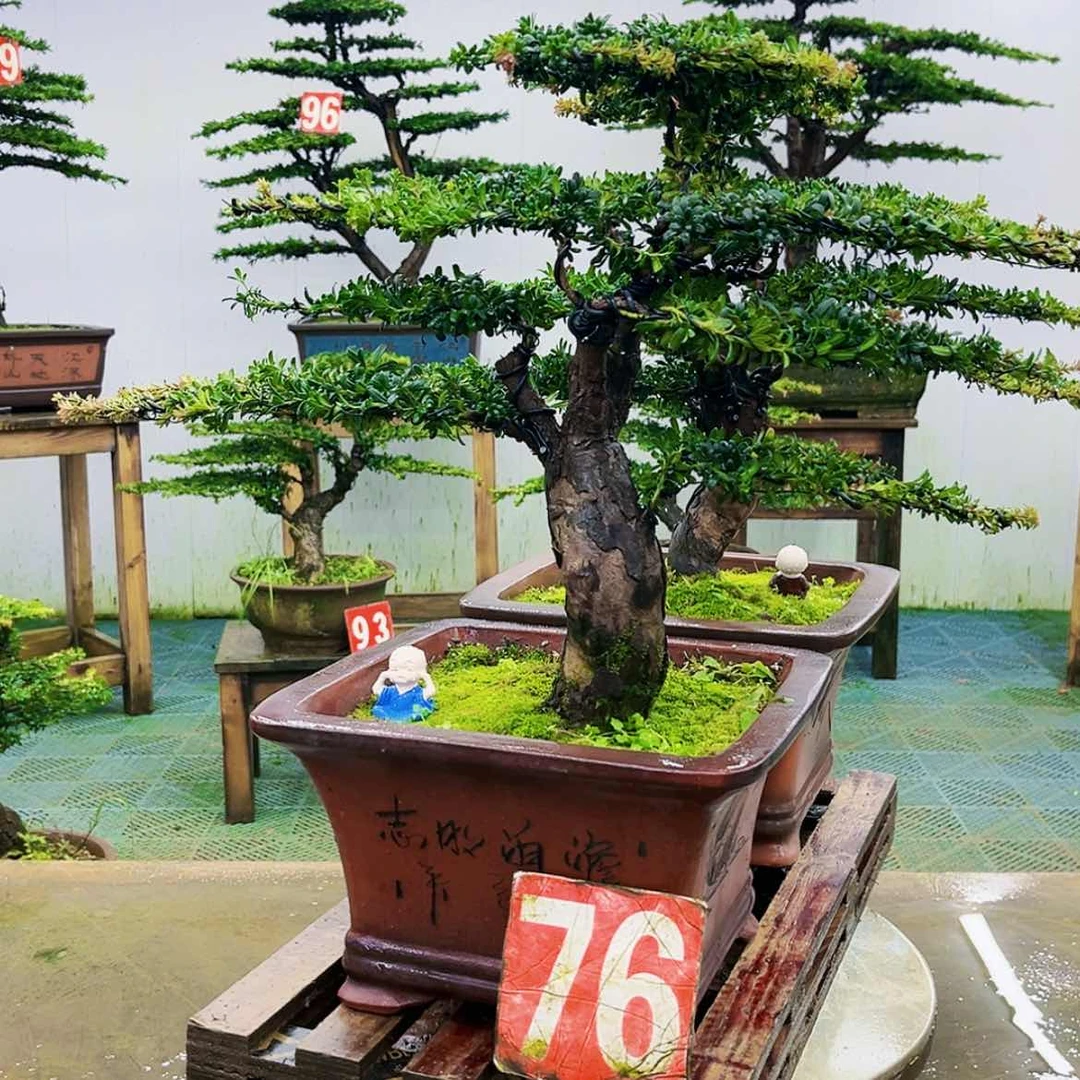 【闪购商品】无花朵