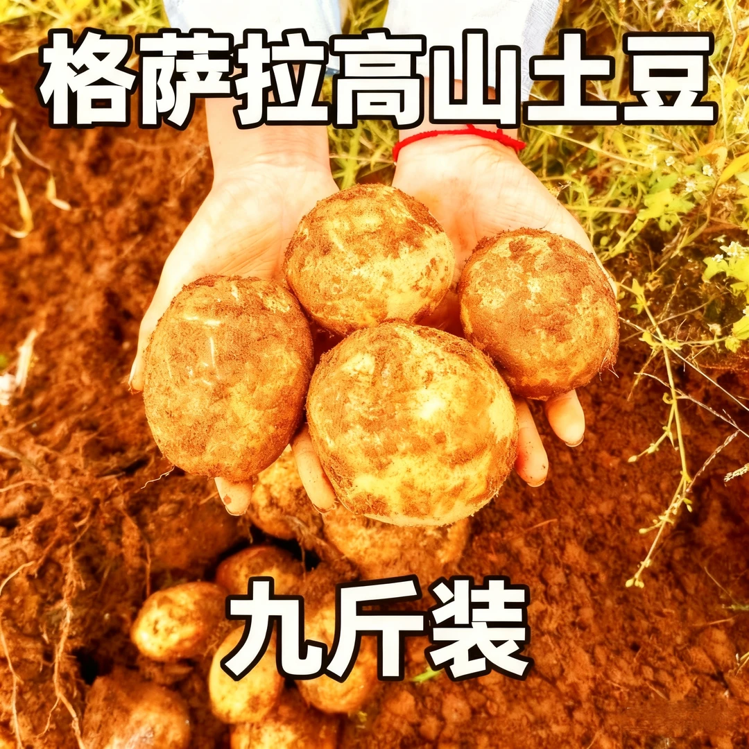 格萨拉高山土豆 【净重:9~9.2】