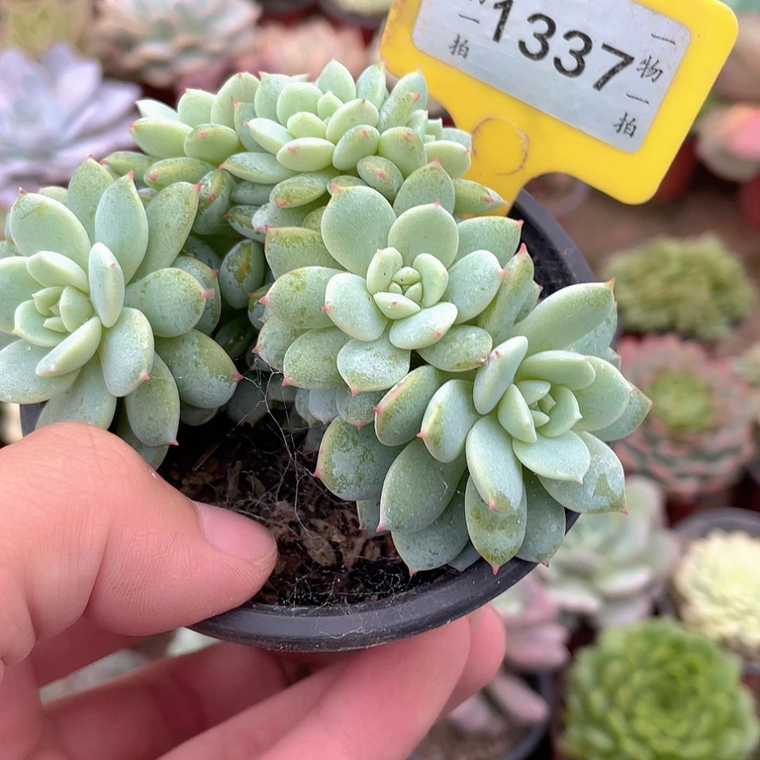 人***风1337号多肉植物盆栽